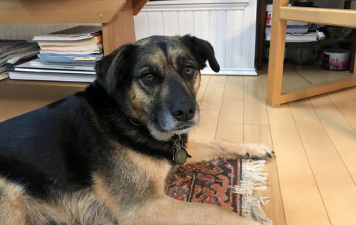 Alert dog with shepherd markings.